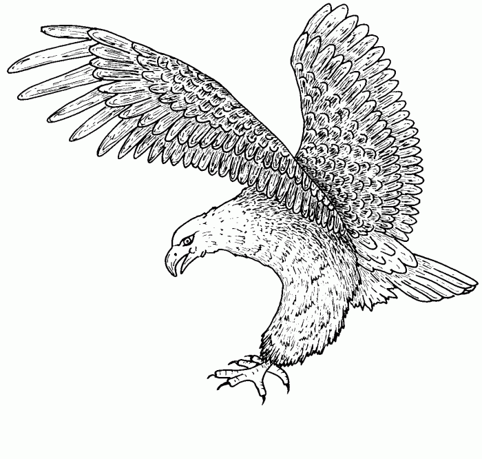 Eagle coloring page for kids