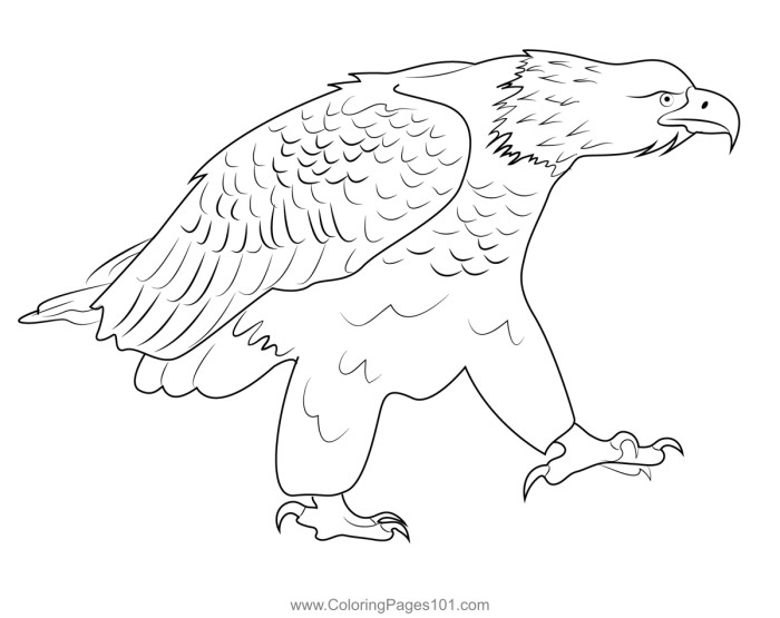 Eagle coloring page for kids