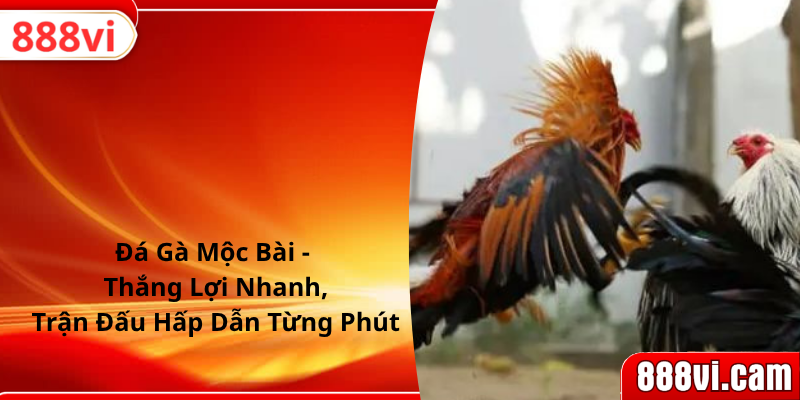 Đá Gà Mộc Bài - Thắng Lợi Nhanh, Trận Đấu Hấp Dẫn Từng Phút