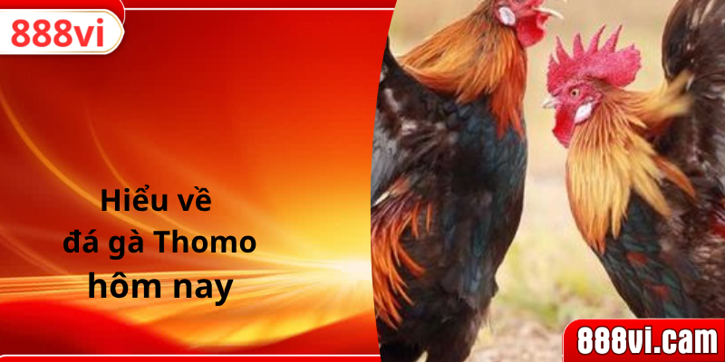 Hiểu về đá gà Thomo hôm nay