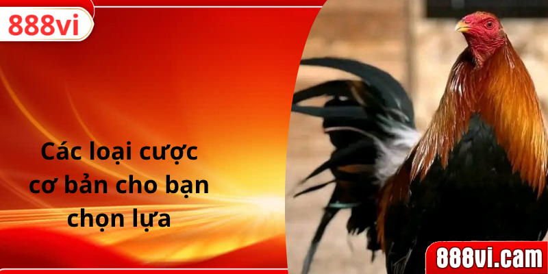 Các loại cược cơ bản cho bạn chọn lựa