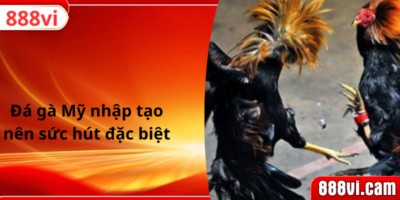 Đá gà Mỹ nhập tạo nên sức hút đặc biệt