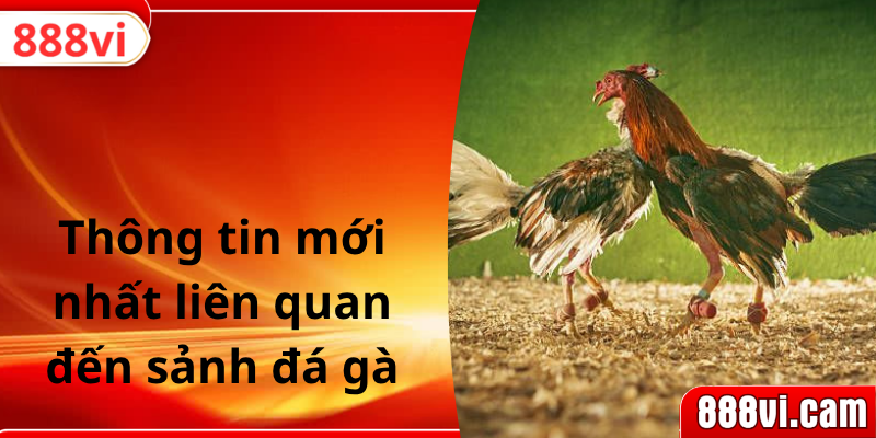 Thông tin mới nhất liên quan đến sảnh đá gà